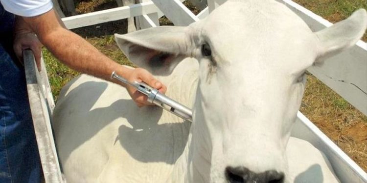 Llegó el día: Brasil deja de vacunar contra la fiebre aftosa otros 9 millones de bovinos en el estado de Paraná