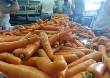 Por falta de mano de obra, los productores de zanahoria no pueden rotar adecuadamente sus cultivos