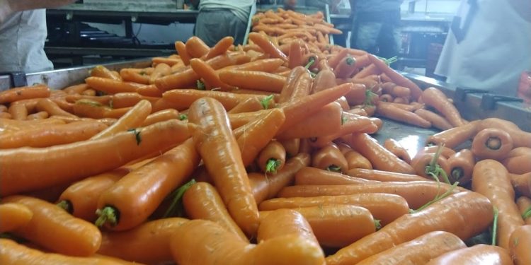 Por falta de mano de obra, los productores de zanahoria no pueden rotar adecuadamente sus cultivos