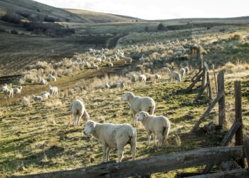 Por décadas, Pablo Borrelli recomendó reducir la carga de ovinos para frenar la desertificación en la Patagonia: Ahora acepta ese error y promueve una ganadería regenerativa