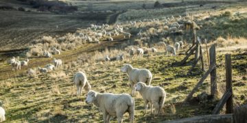 Por décadas, Pablo Borrelli recomendó reducir la carga de ovinos para frenar la desertificación en la Patagonia: Ahora acepta ese error y promueve una ganadería regenerativa