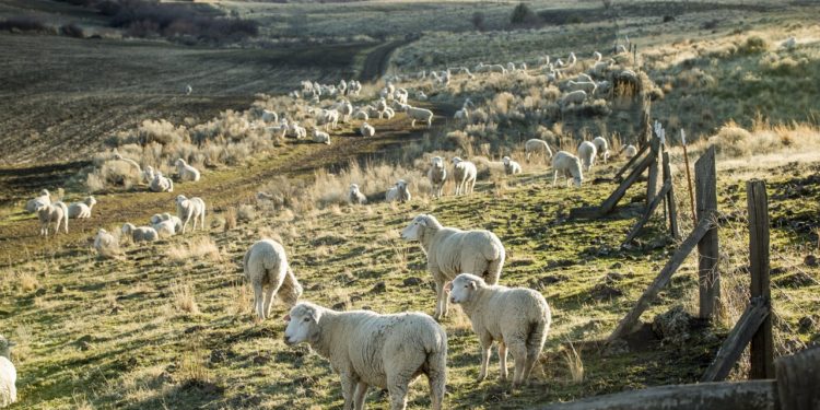 Por décadas, Pablo Borrelli recomendó reducir la carga de ovinos para frenar la desertificación en la Patagonia: Ahora acepta ese error y promueve una ganadería regenerativa