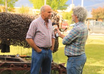 Por décadas, Pablo Borrelli recomendó reducir la carga de ovinos para frenar la desertificación en la Patagonia: Ahora acepta ese error y promueve una ganadería regenerativa