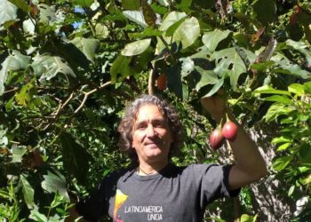 Frutales nativos: José Luis cultiva el tomate chilto en el bosque Peralta Ramos de Mar del Plata