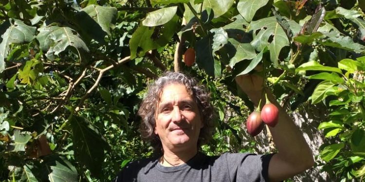 Frutales nativos: José Luis cultiva el tomate chilto en el bosque Peralta Ramos de Mar del Plata