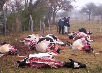 Cansados de las carneadas y del abigeato, los productores de Santa Fe lograron poner en marcha un “mapa del delito rural”