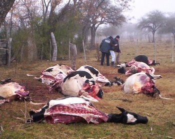 Cansados de las carneadas y del abigeato, los productores de Santa Fe lograron poner en marcha un “mapa del delito rural”