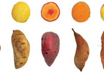 Realizan ensayos con diversas variedades de batata, para no seguir batateando tanto