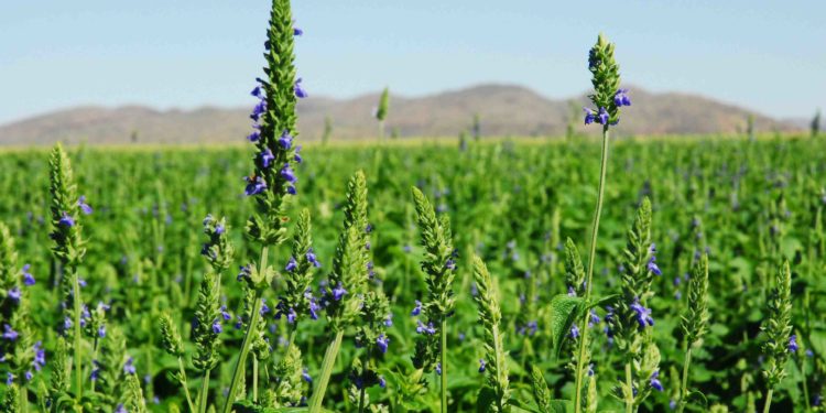 La chía ya no tiene secretos para los investigadores del INTA