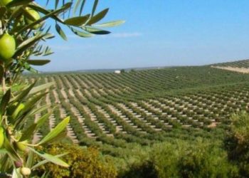 Las empresas olivícolas pierden plata por el alto costo de la electricidad y proponen un plan para reconvertirse hacia la energía solar