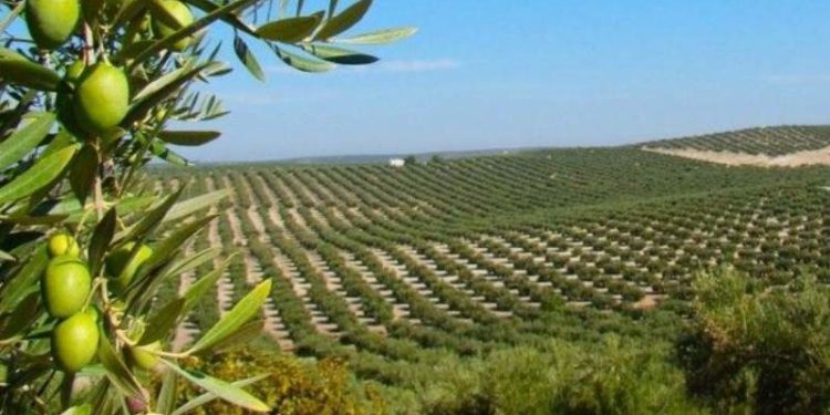 Las empresas olivícolas pierden plata por el alto costo de la electricidad y proponen un plan para reconvertirse hacia la energía solar