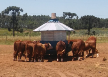 Bovinos con más espacio y bienestar: ¿De qué se trata el “feedlot ecológico” que propone el INTA?
