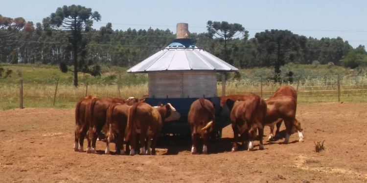 Bovinos con más espacio y bienestar: ¿De qué se trata el “feedlot ecológico” que propone el INTA?