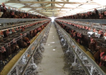 ¿Qué hacemos con las 1,5 millones de toneladas de guano de gallina que se generan cada año?