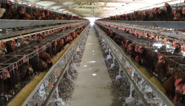 ¿Qué hacemos con las 1,5 millones de toneladas de guano de gallina que se generan cada año?