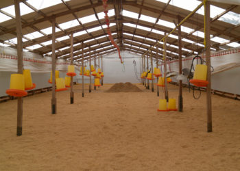 Una granja avícola de Carlos Keen es la única en el país que producirá pollos orgánicos certificados