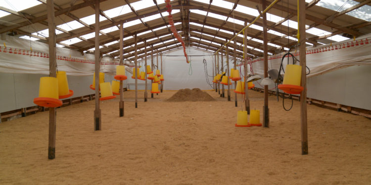 Una granja avícola de Carlos Keen es la única en el país que producirá pollos orgánicos certificados