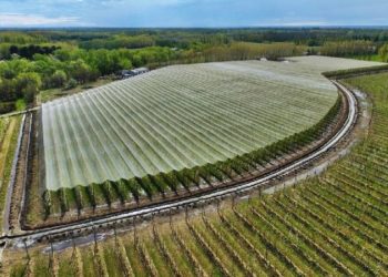 Allí donde graniza cada vez más, en los valles de la Patagonia Norte, solo hay 1.600 hectáreas cubiertas con malla antigranizo