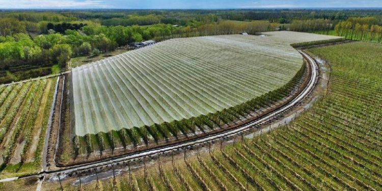 Allí donde graniza cada vez más, en los valles de la Patagonia Norte, solo hay 1.600 hectáreas cubiertas con malla antigranizo