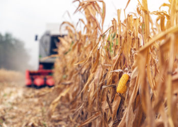 El maíz tardío ya tiene identidad propia. Y la Bolsa de Cereales comenzó a medir la adopción de tecnologías