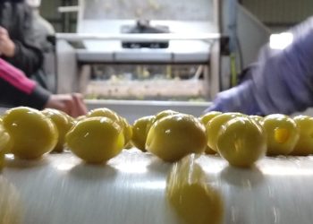 Riojanos piden mesura en el debate con Brasil para evitar que las aceitunas caigan en un precipicio