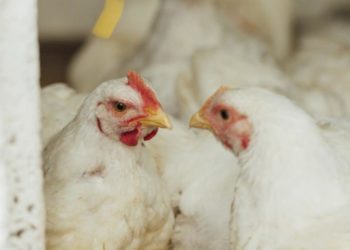 Informe de Coninagro: La carne de pollo crece en exportaciones casi tanto como la bovina