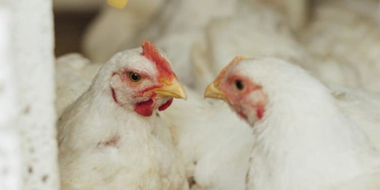 Informe de Coninagro: La carne de pollo crece en exportaciones casi tanto como la bovina