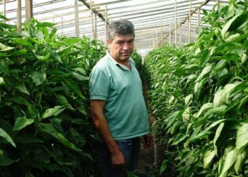 El “super alimento” del momento: Salvador Vides produce Kale en el cinturón hortícola de La Plata