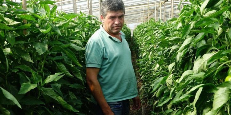 El “super alimento” del momento: Salvador Vides produce Kale en el cinturón hortícola de La Plata