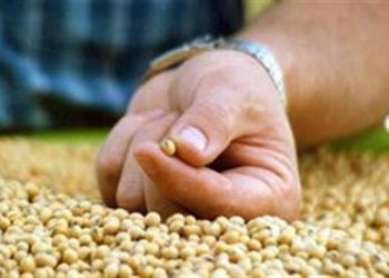 Antes de irse, sin Ley de Semillas, Agricultura busca modificar la manera de controlar la bolsa blanca y el pago de regalías