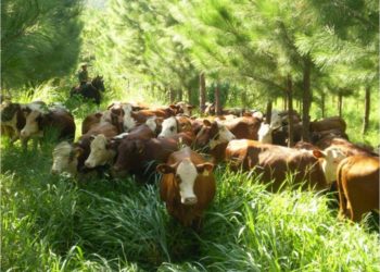 Permiten que el Ministerio de Agricultura comience a colaborar en la medición de los Gases del Efecto Invernadero