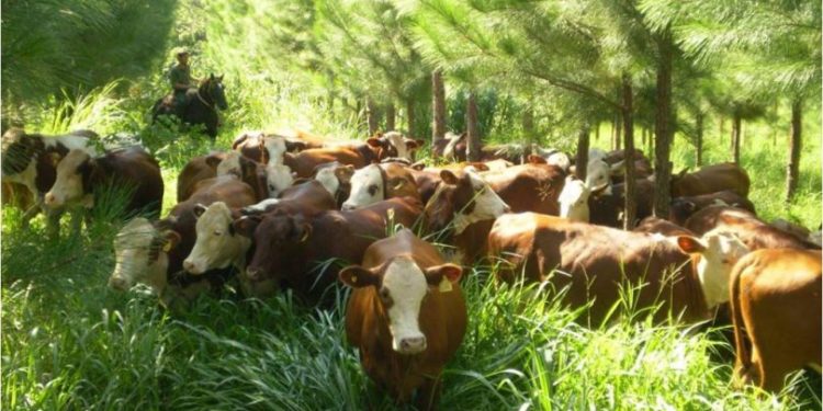 Permiten que el Ministerio de Agricultura comience a colaborar en la medición de los Gases del Efecto Invernadero