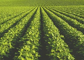 Voces del INTA que finalmente definen lo importante: Es innegable la relación entre el nivel de retenciones y la sustentabilidad