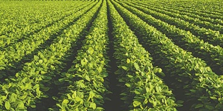 Voces del INTA que finalmente definen lo importante: Es innegable la relación entre el nivel de retenciones y la sustentabilidad