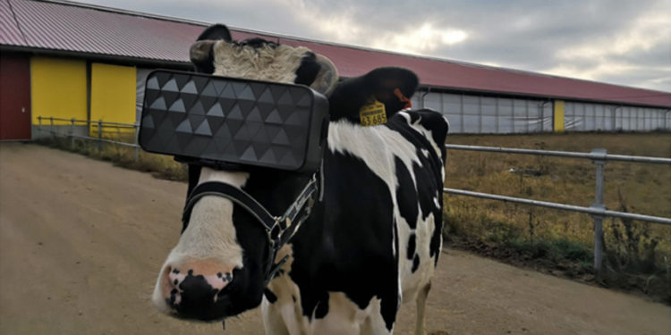En Rusia ensayan con visores de realidad virtual para que las vacas produzcan más leche