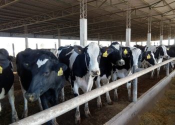 Crónicas robadas: TodoAgro sigue mostrando el acelerado proceso de intensificación de la lechería en Córdoba