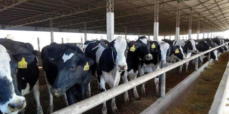 Crónicas robadas: TodoAgro sigue mostrando el acelerado proceso de intensificación de la lechería en Córdoba