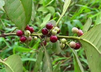 ¿Se pueden guardar las semillas de yerba mate? Investigadores misioneros buscan crear un banco que incluya plantas nativas