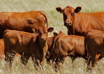 Crece la brecha entre los precios de la hacienda y de la carne para el consumidor: La que pierde es la industria frigorífica