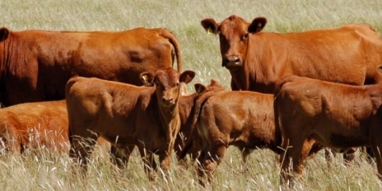 Crece la brecha entre los precios de la hacienda y de la carne para el consumidor: La que pierde es la industria frigorífica