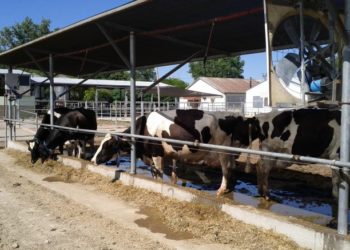 Ventilar y mojar las vacas lecheras en verano: Una fórmula para que no sufran el calor y mejore la producción de leche