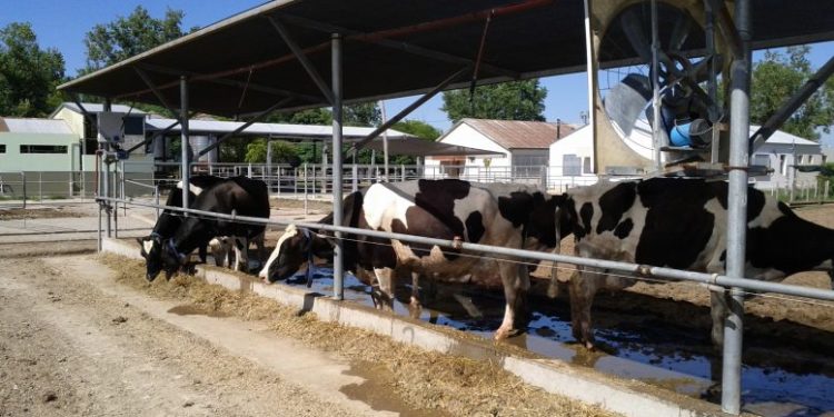 Ventilar y mojar las vacas lecheras en verano: Una fórmula para que no sufran el calor y mejore la producción de leche