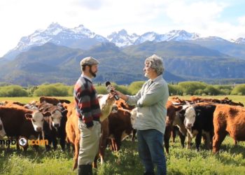 Secreto en la montaña: Tres amigos producen 270 kilos de carne por hectárea en Trevelin, pero con manejo holístico buscan llegar a 700 kilos