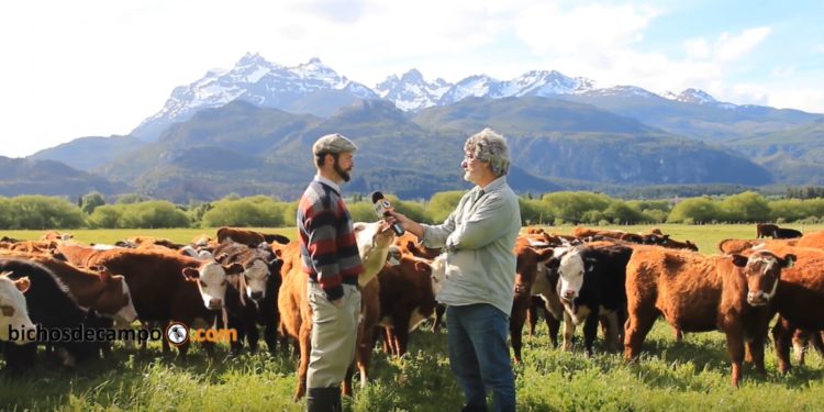 Secreto en la montaña: Tres amigos producen 270 kilos de carne por hectárea en Trevelin, pero con manejo holístico buscan llegar a 700 kilos