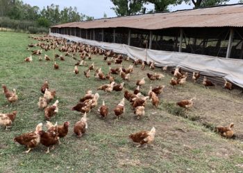 Huevos de gallinas libres de jaula: O la vuelta del viejo gallinero pensando en el bienestar animal