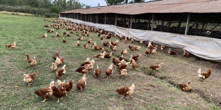 Huevos de gallinas libres de jaula: O la vuelta del viejo gallinero pensando en el bienestar animal