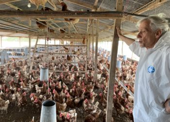 Bernardo Kojic nos explica la movida de las “gallinas felices”: Las multis ya piden en Argentina huevos “libres de jaula”