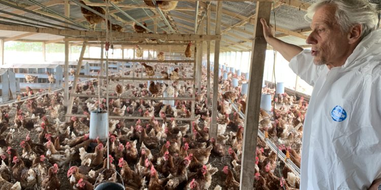 Bernardo Kojic nos explica la movida de las “gallinas felices”: Las multis ya piden en Argentina huevos “libres de jaula”