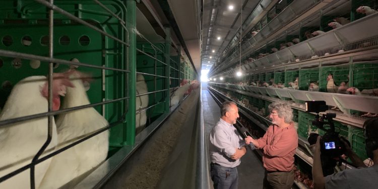 Un día Fernando Bertachini cobró su jornal con un maple de huevos: Hoy tiene 120 mil ponedoras en una granja último modelo