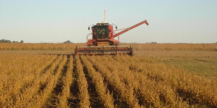 Desde la universidad pública advierten sobre la concentración de la producción agropecuaria: Fueron 156.000